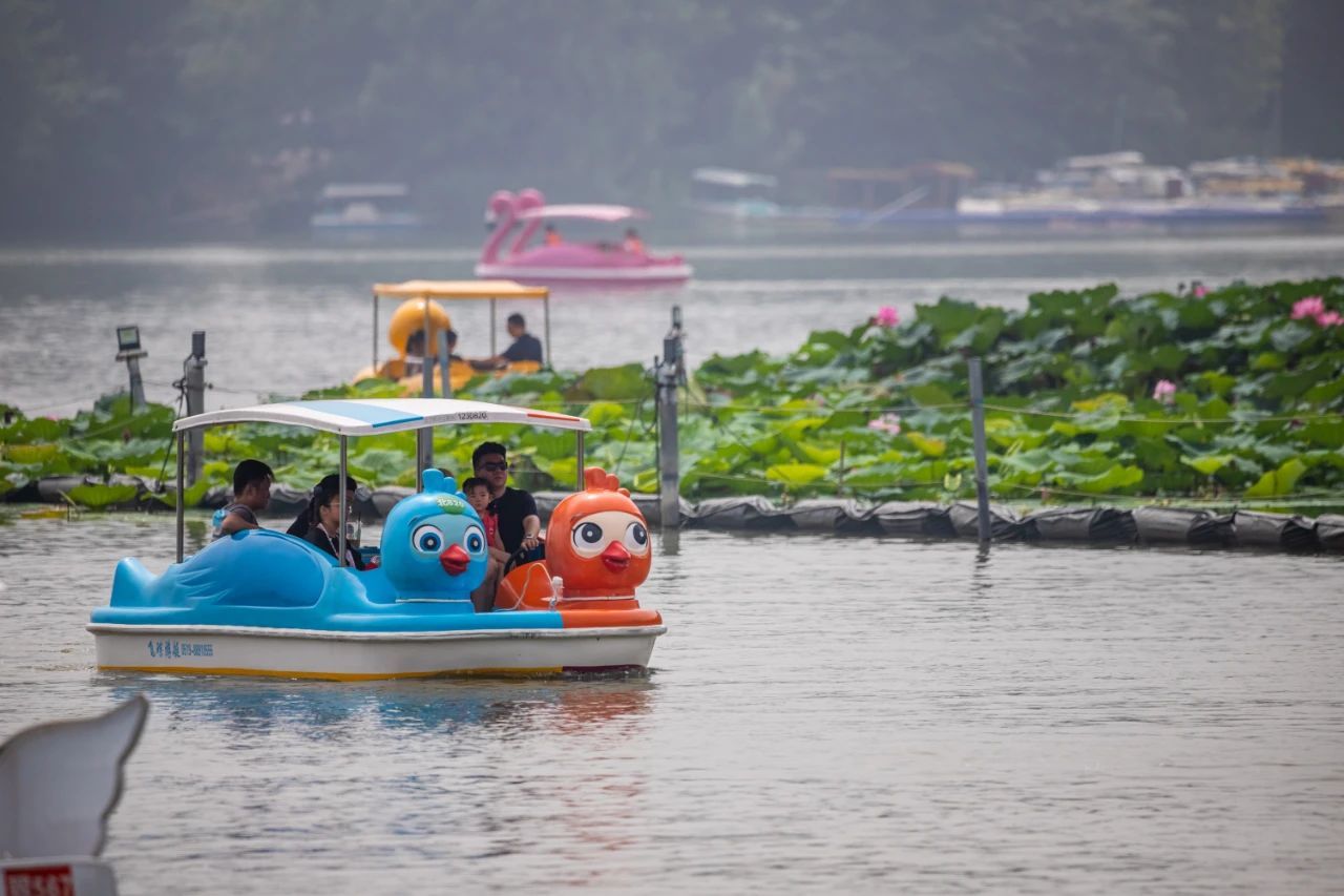 秋沙鸭船